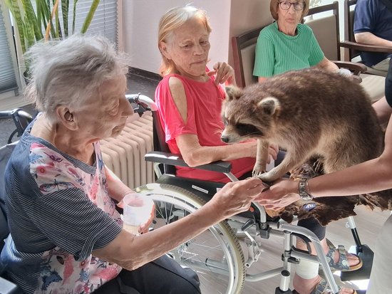 Ältere Damen interagieren mit einem Waschbären. Eine Frau streichelt das Tier, das von einer Person gehalten wird, während eine andere Dame im Rollstuhl interessiert zuschaut. Die Szene spielt in einem hellen Raum.